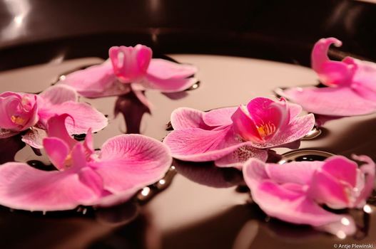 The Mandala Suites