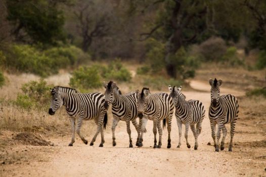 Vuyani Safari Lodge