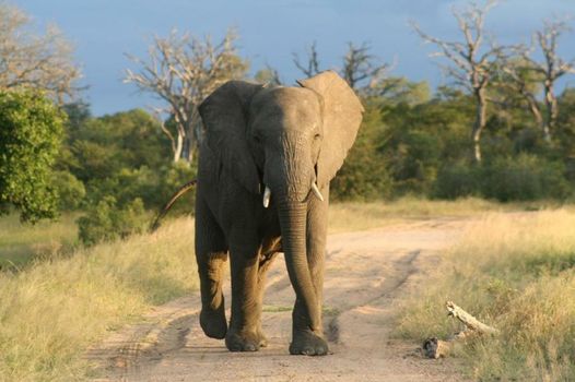 Vuyani Safari Lodge