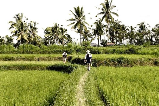 Hanging Gardens of Bali