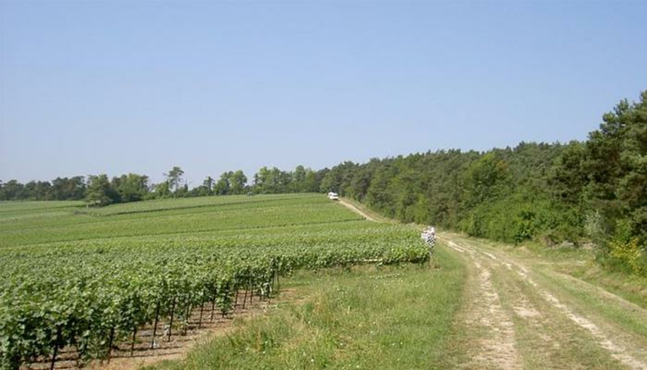 Le Clos des Terres Soudées - Les Collectionneurs