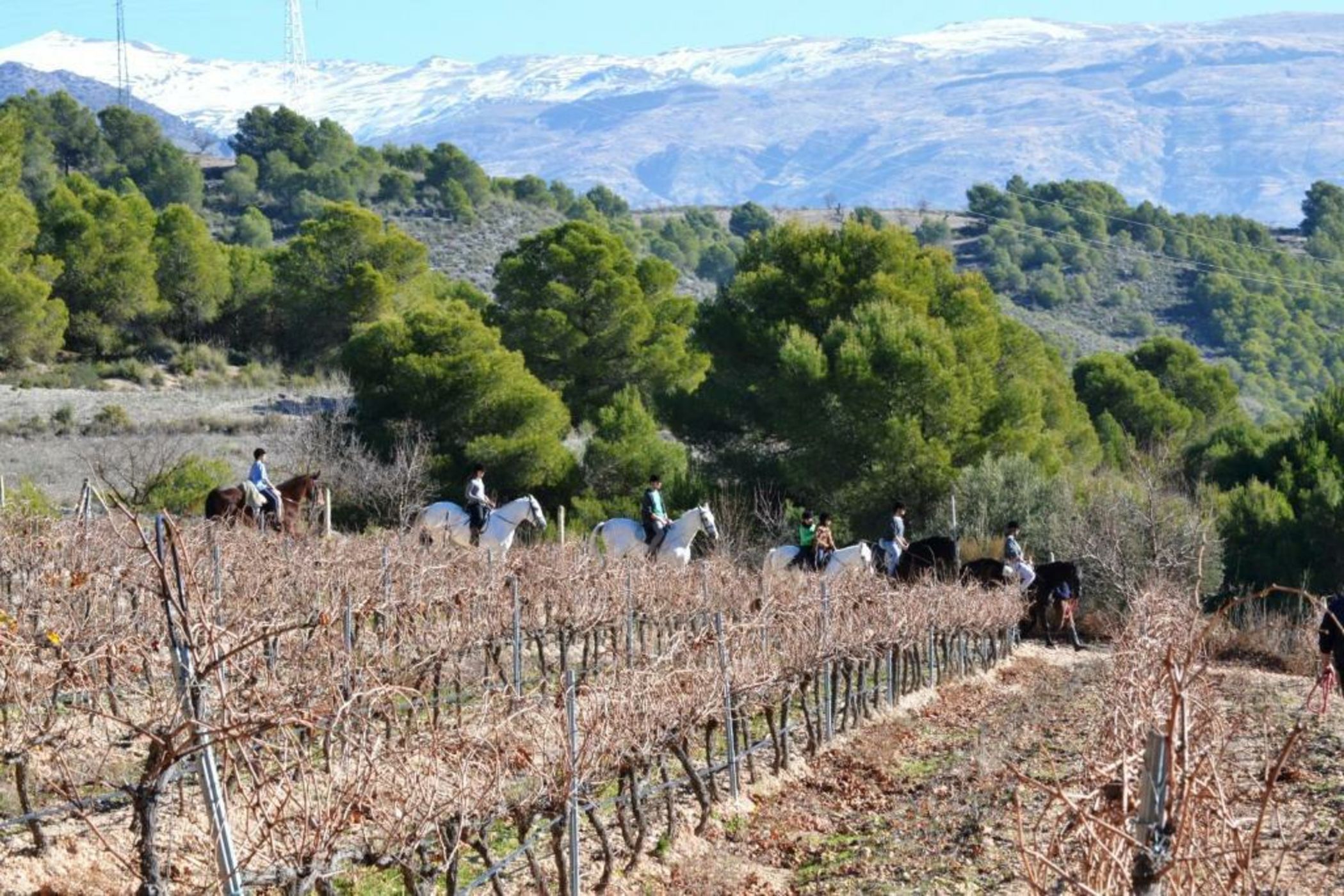 Hotel & Winery Señorío de Nevada