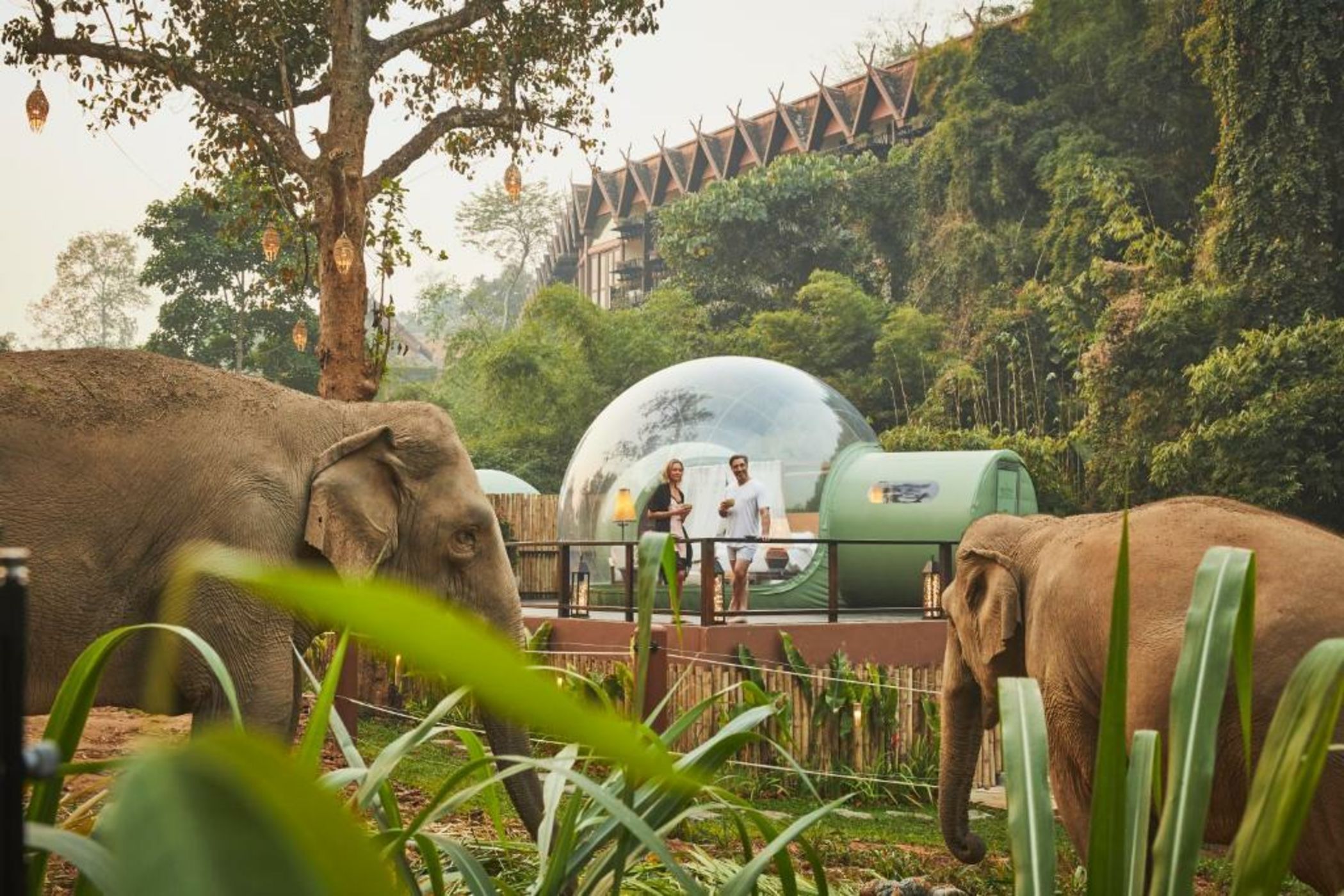 Anantara Golden Triangle Elephant Camp & Resort - SHA Certified
