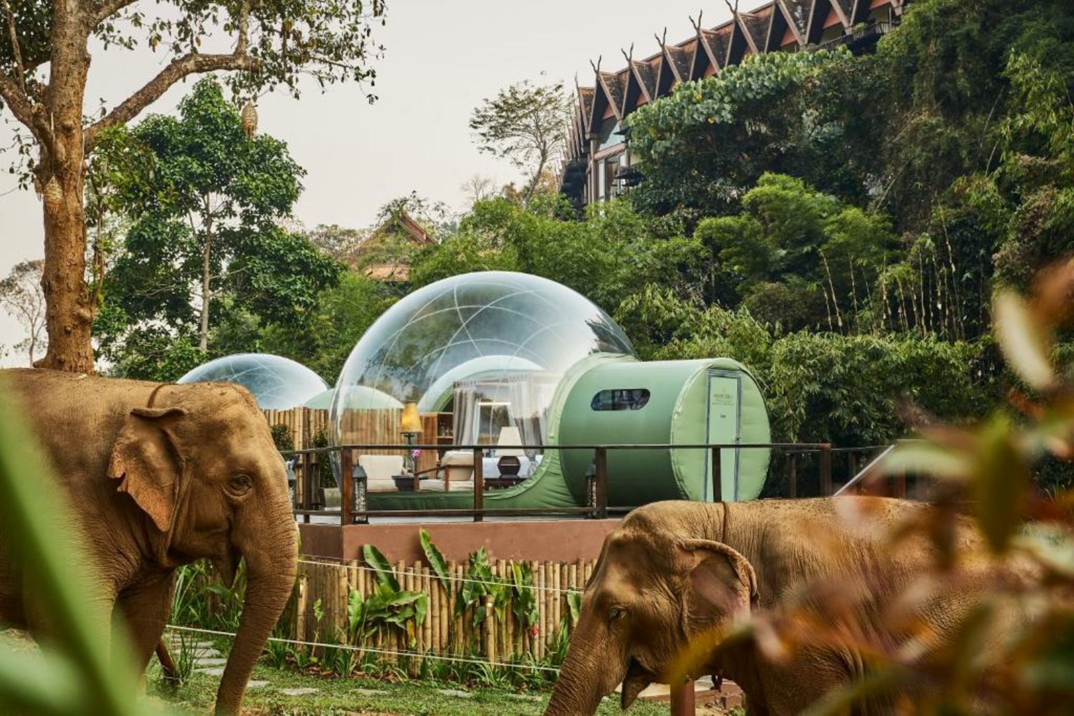 Anantara Golden Triangle Elephant Camp & Resort - SHA Certified