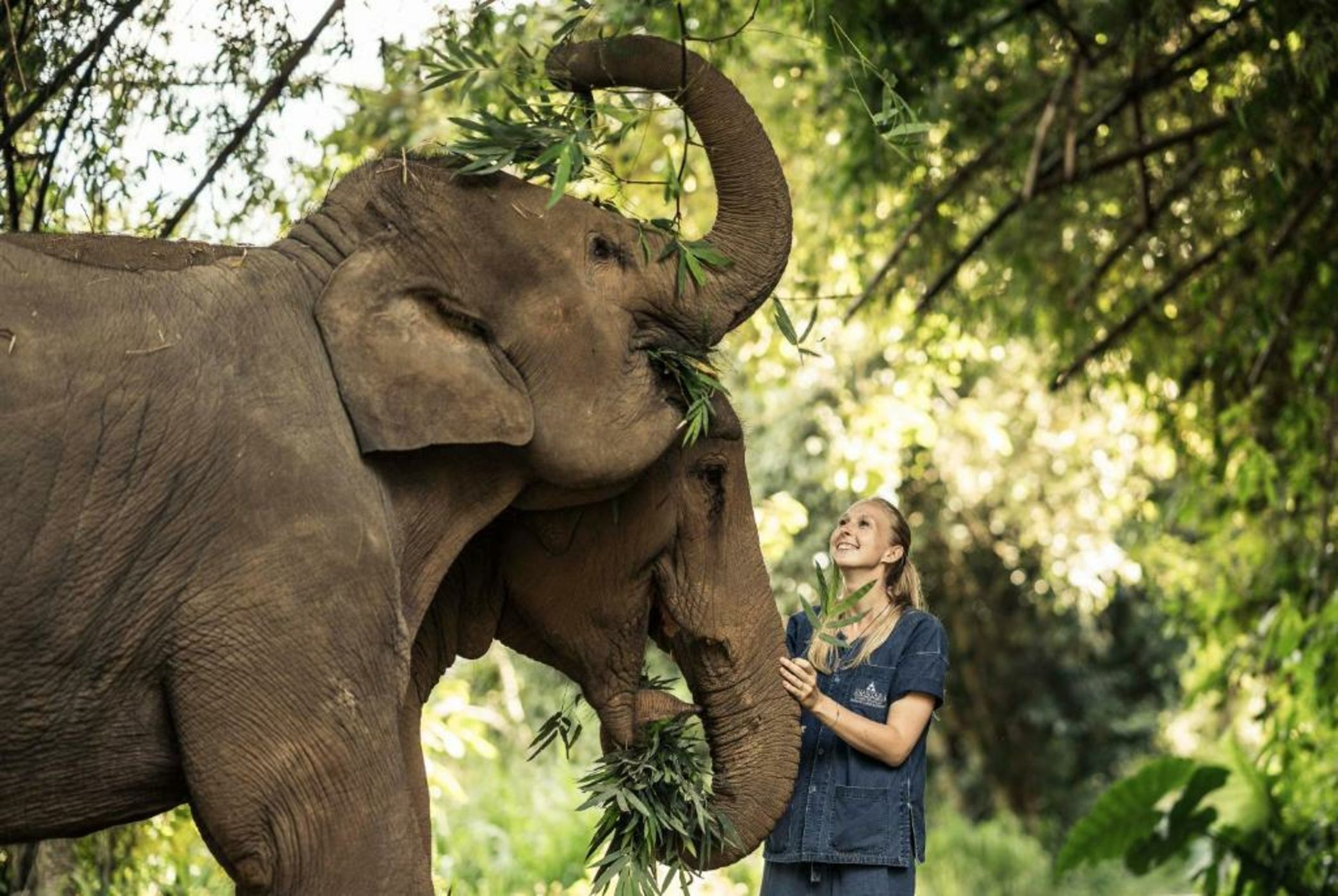 Anantara Golden Triangle Elephant Camp & Resort - SHA Certified