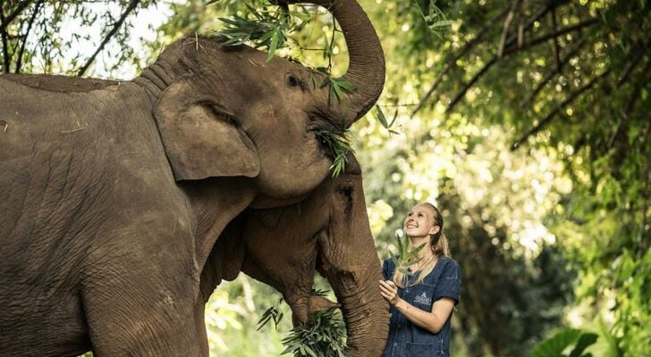 Anantara Golden Triangle Elephant Camp & Resort - SHA Certified