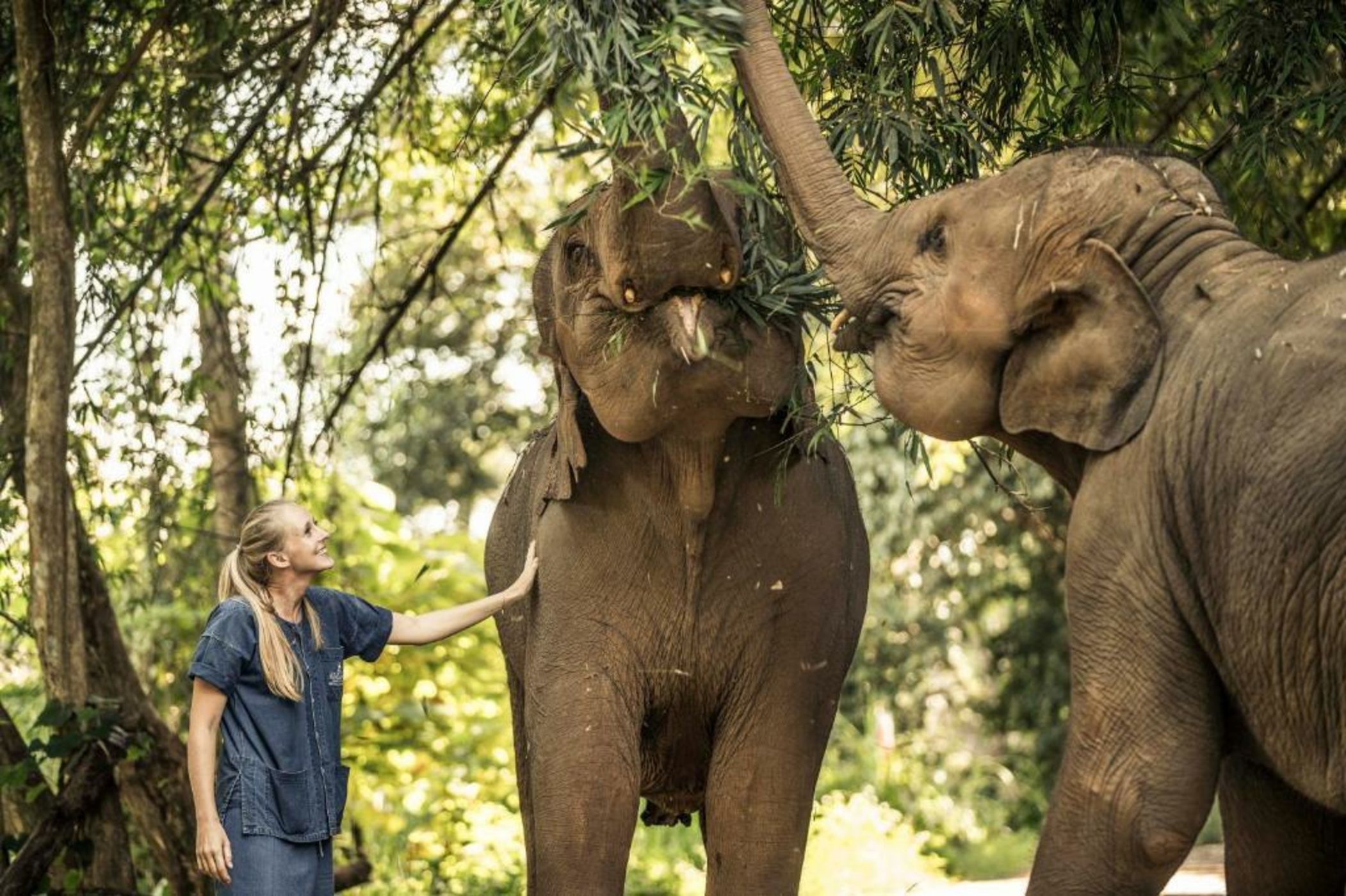 Anantara Golden Triangle Elephant Camp & Resort - SHA Certified