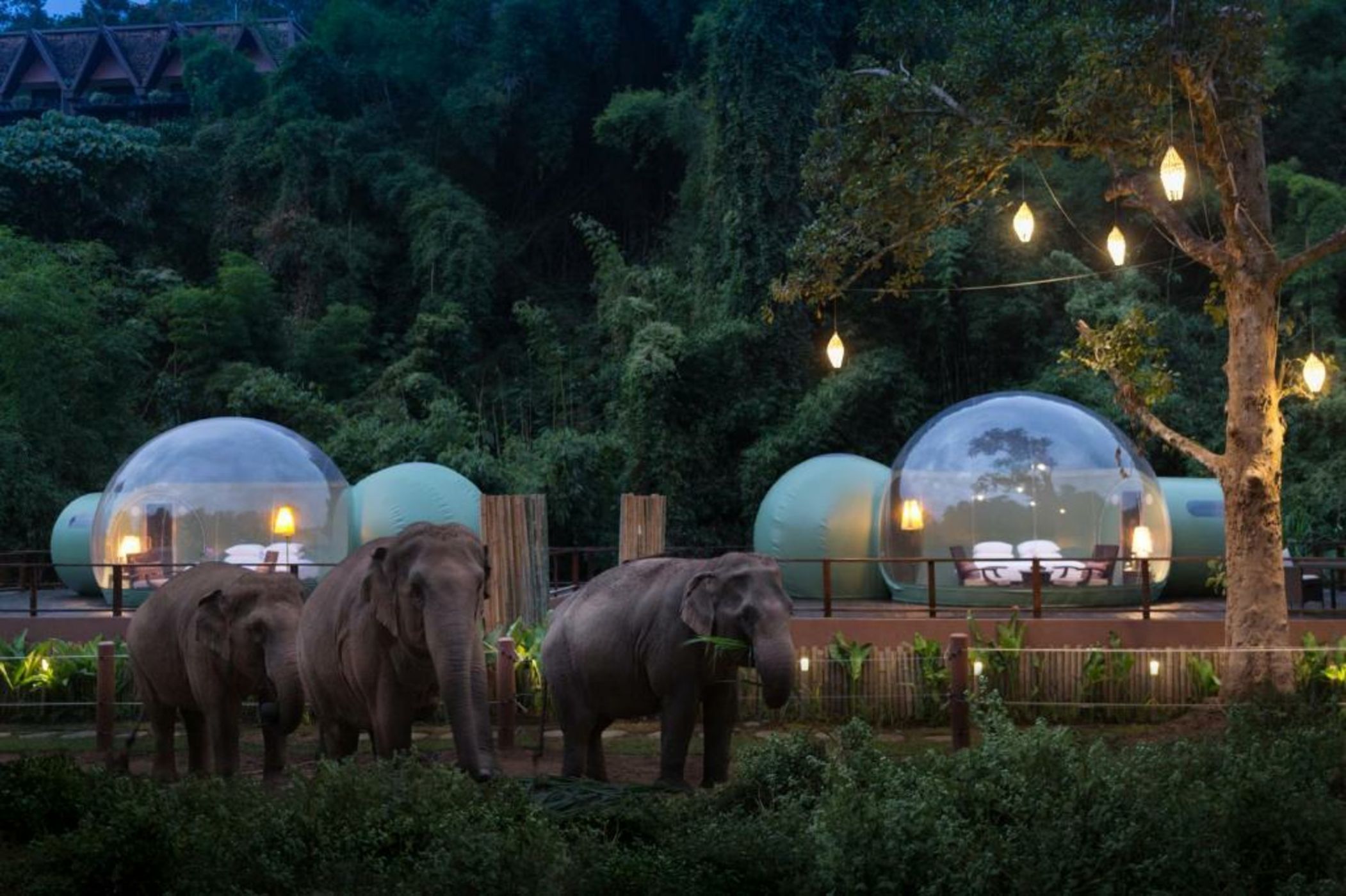 Anantara Golden Triangle Elephant Camp & Resort - SHA Certified