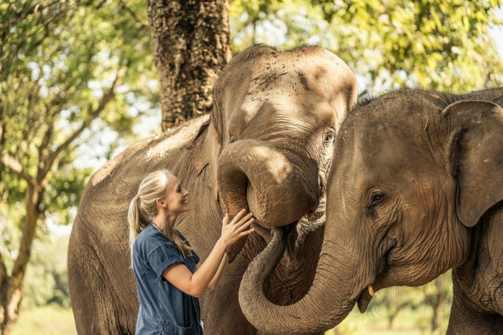 Anantara Golden Triangle Elephant Camp & Resort - SHA Certified