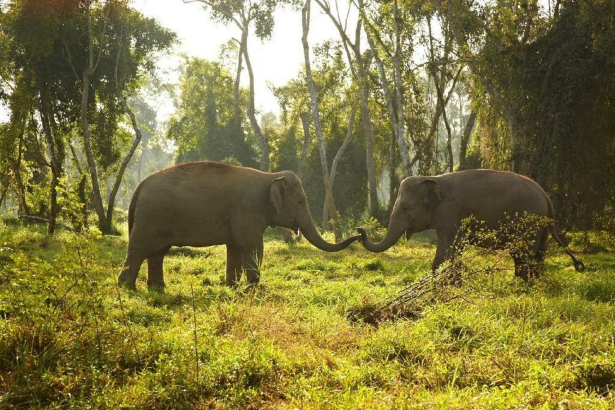 Anantara Golden Triangle Elephant Camp & Resort - SHA Certified