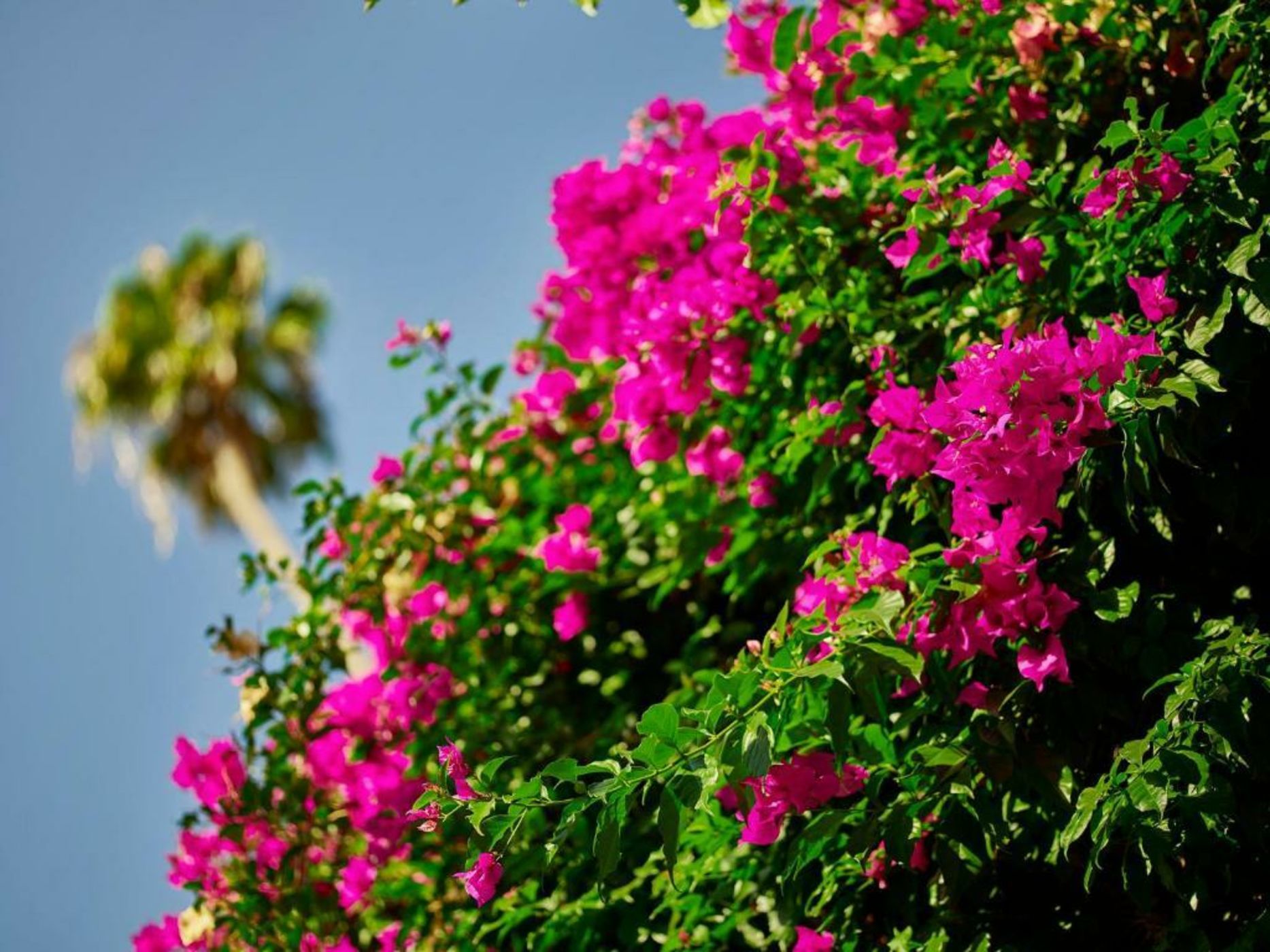 Hotel Bel-Air - Dorchester Collection