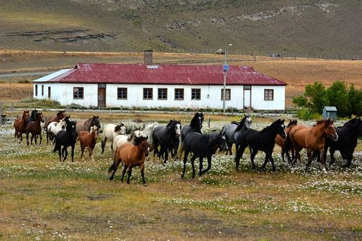 Remota