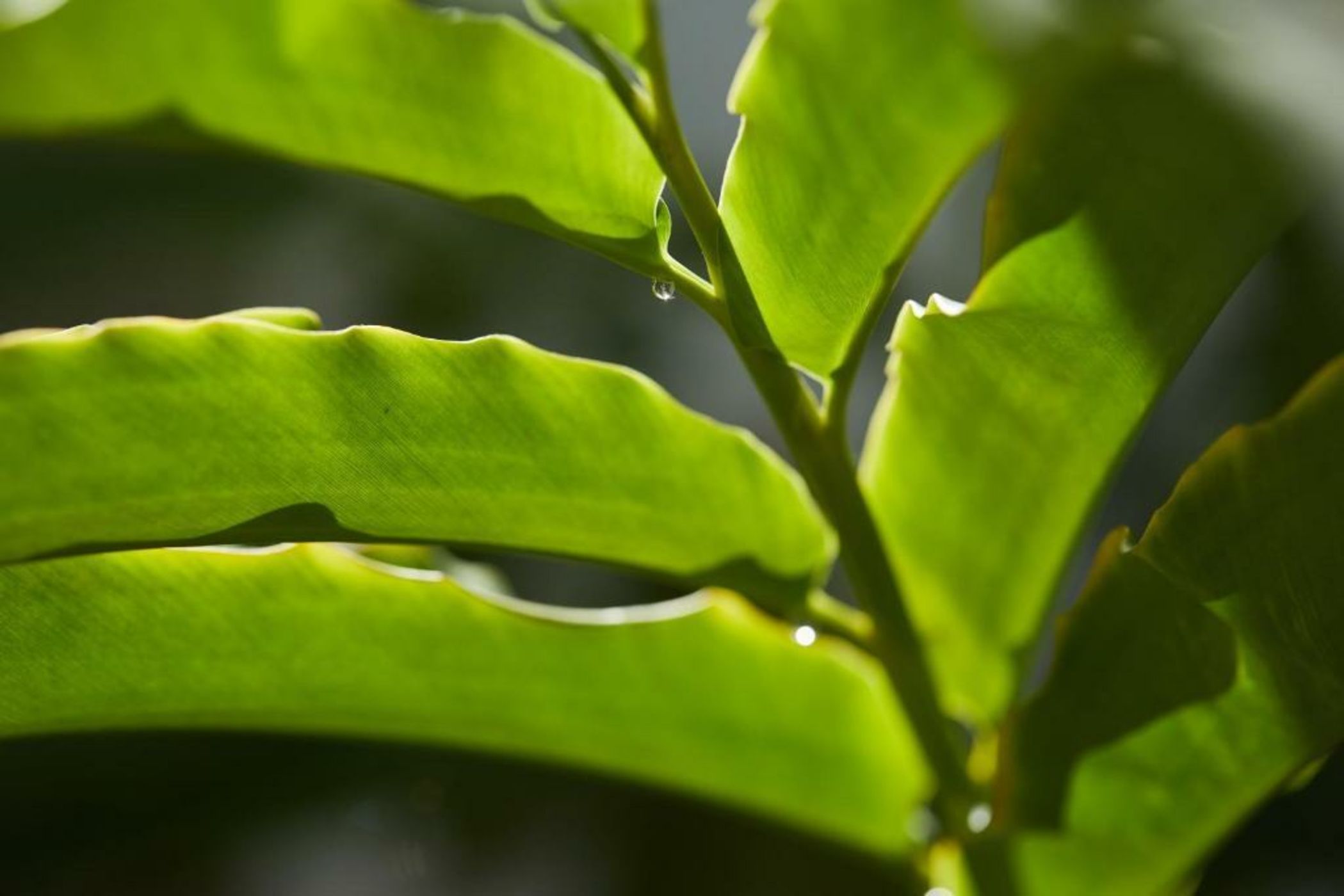 InterContinental Hayman Island Resort, an IHG Hotel