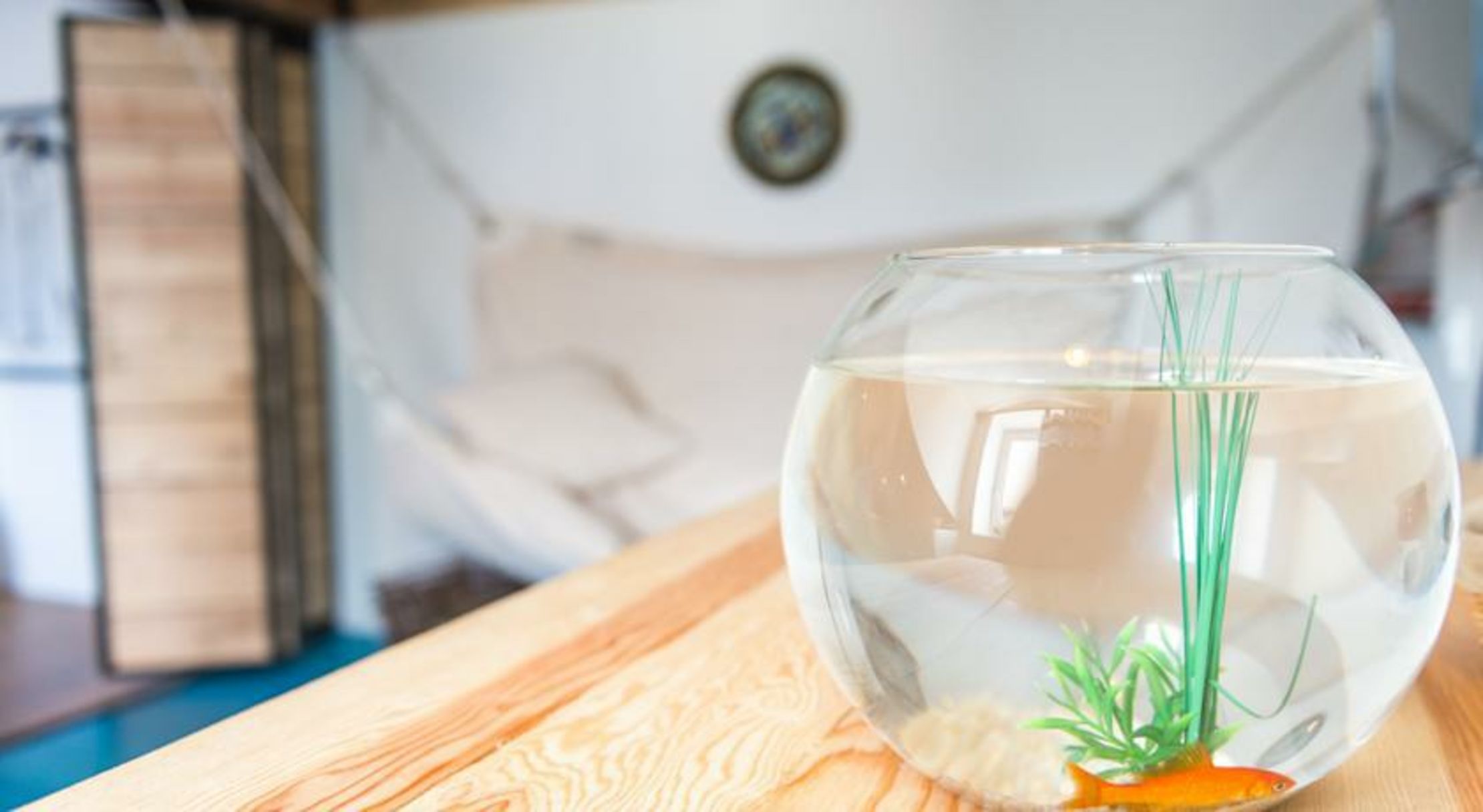 Surprenantes- La Pêcherie Surprenante