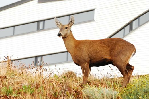 Explora en Torres del Paine - All Inclusive