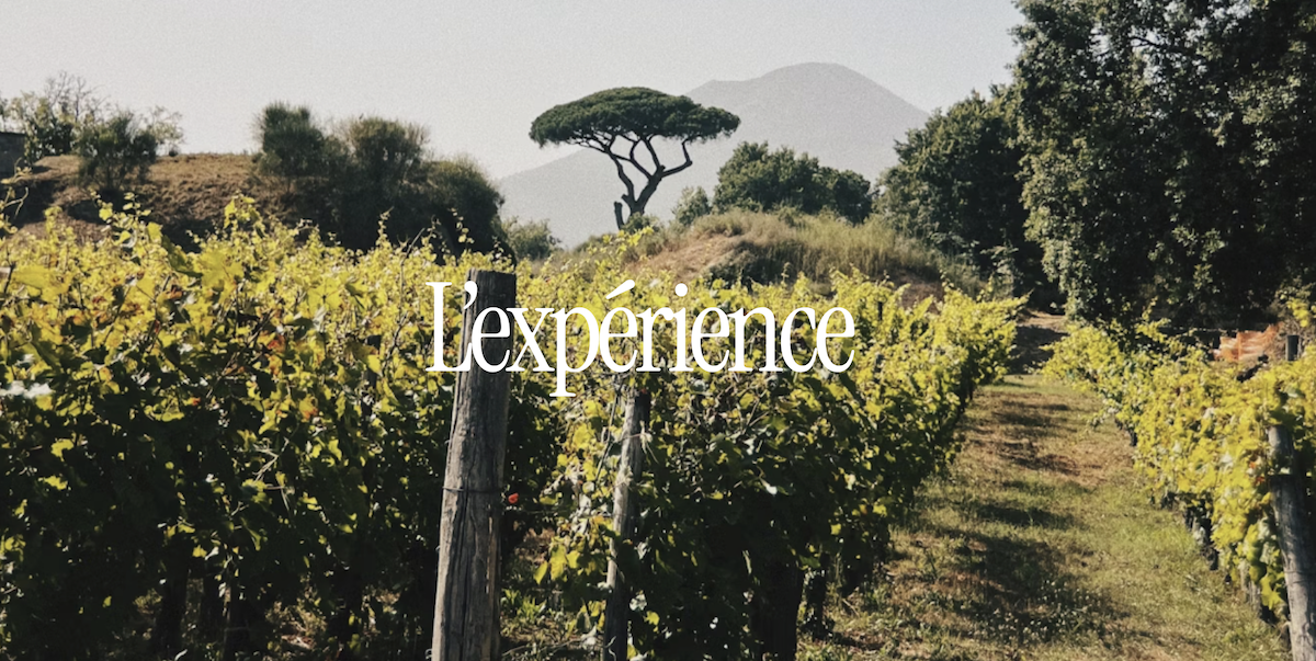 L’expérience à vivre : Les vendanges en Europe